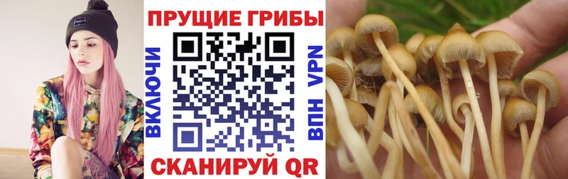 Галлюциногенные грибы Psilocybine cubensis  Бородино 